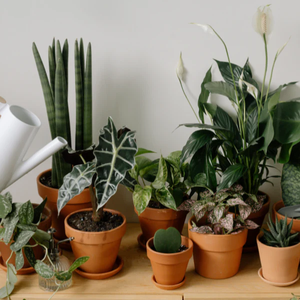 Best Indoor Plants for Air Purification