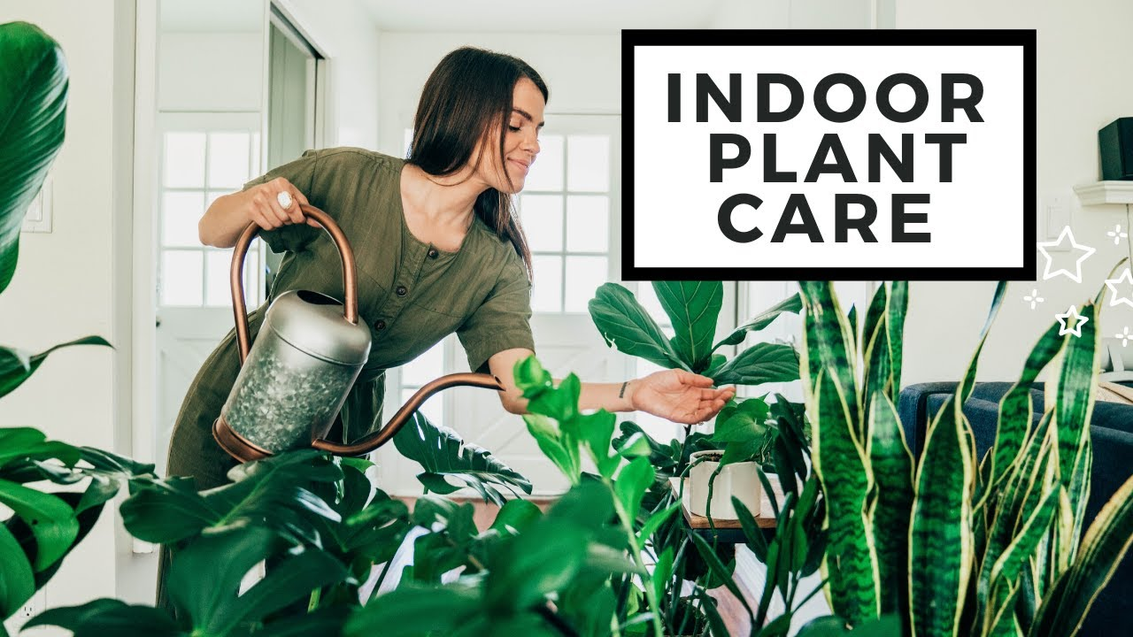 Indoor Plants Care